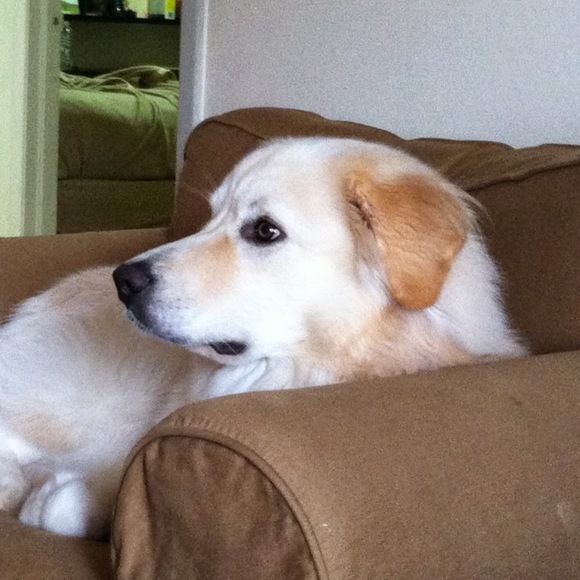 Meet your Posher, Nancy - Picture 1 of 1